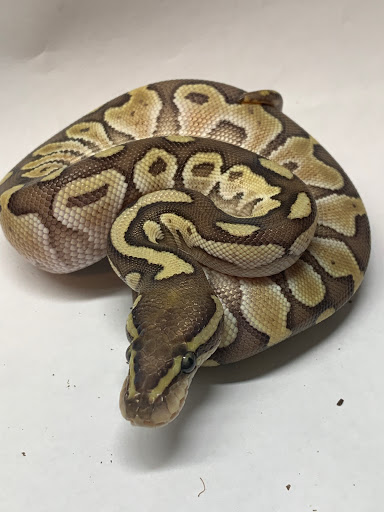 Cascade critters - Thumbnail