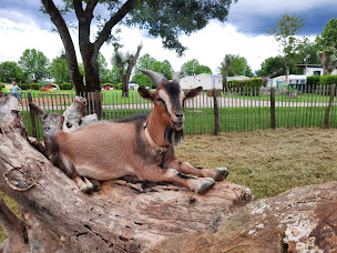 Photo n°11 de Camping Aux Rives du Soleil à Pont-de-Vaux (Terrain de camping)