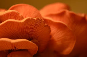 Photo n°1 de La Pleuroterie à La Harmoye (Ferme bio)