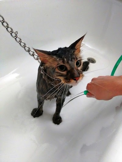 Photos of Little Pet's Cl&iacute;nica Veterinaria