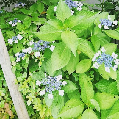 医療法人社団のびた みくりキッズくりにっく