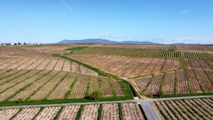 Photo n°1 de EARL Roger Gerin à Cercié (Établissement vinicole)