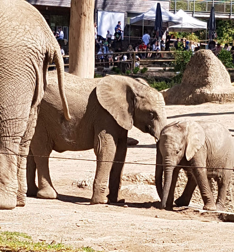 Wuppertal Zoo-Haupteingang - Thumbnail