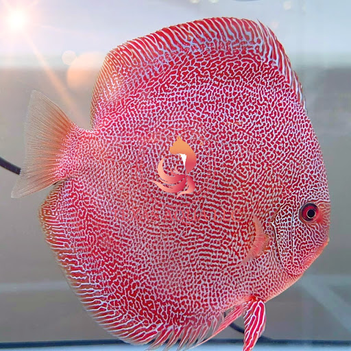 Texas Aqua - Visual