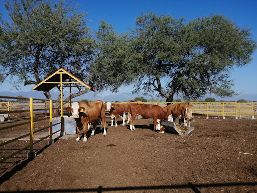 Centro de Investigación en Producción Agropecuaria, UANL / Viñedo UANL - Thumbnail