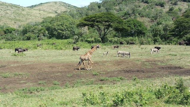 Hluhluwe-Umfolozi Game Reserve
