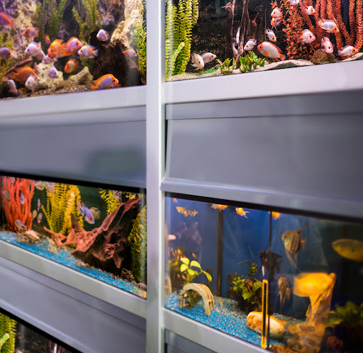 Awesome Aquatics - Visual