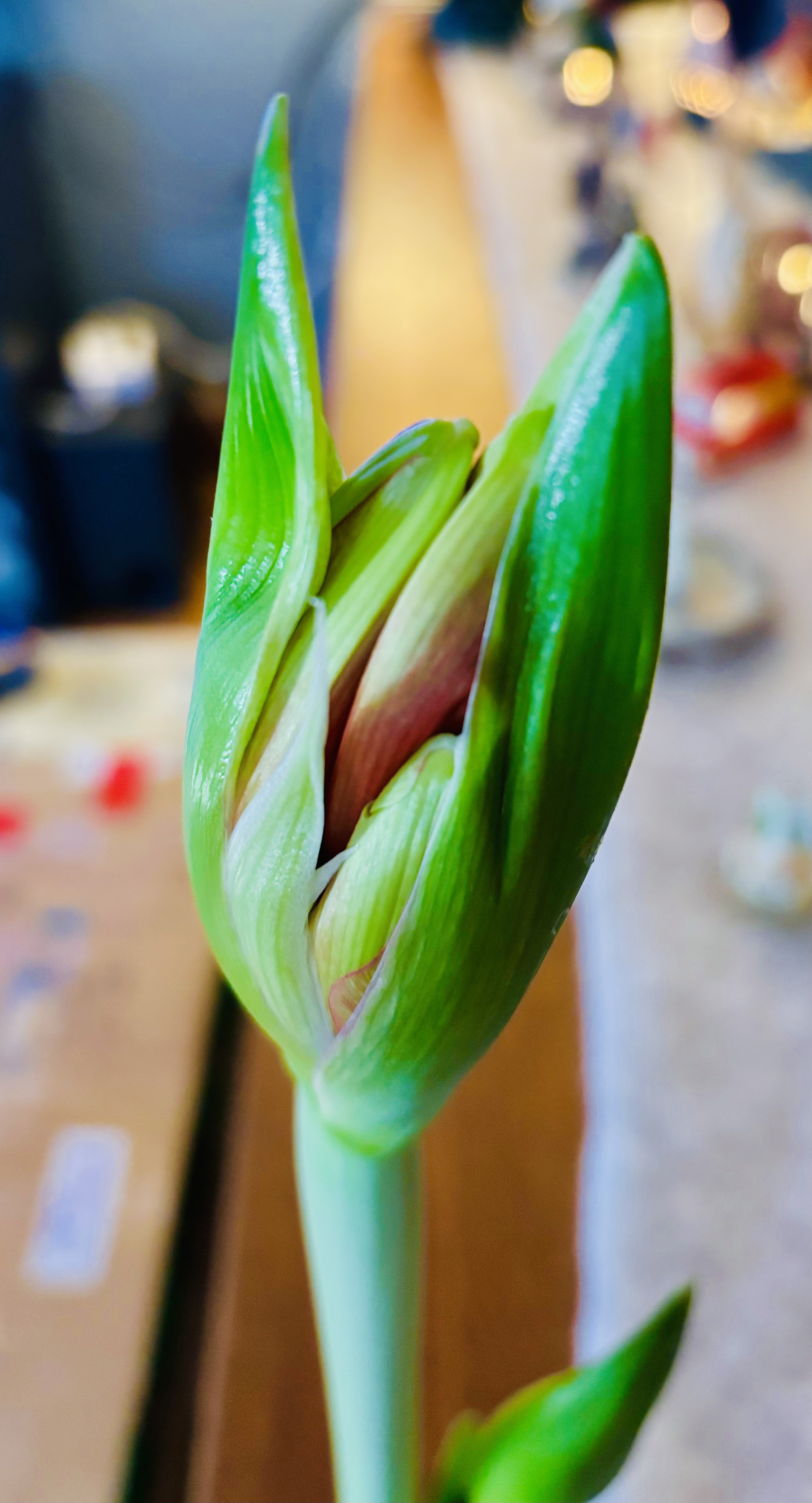Bulb & Blossom