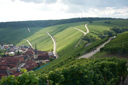 Weingut Rainer Sauer - Thumbnail