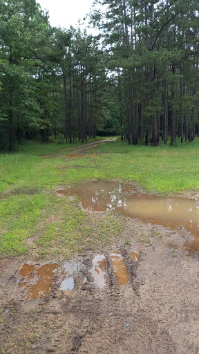 Neff Bluff 2 - Visual