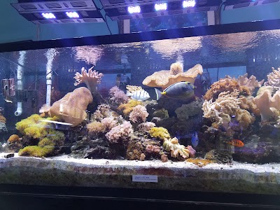 AquaCorals Reef Aquariums