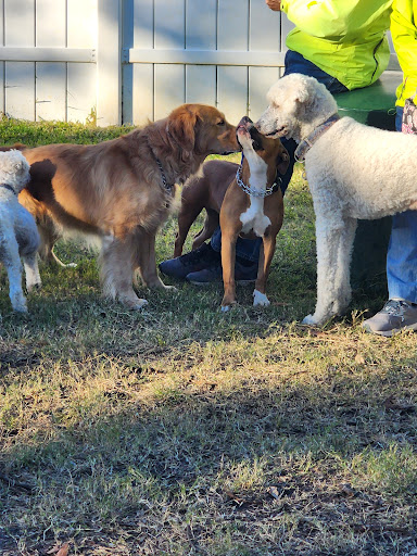Indian Rocks Beach Dog Park - Thumbnail