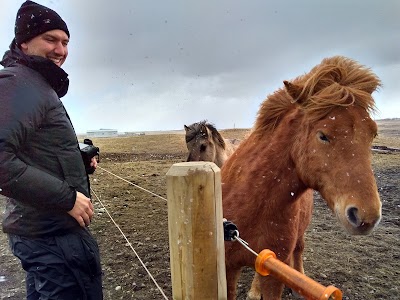 Photos of Horsepetting at Margeiri, Bru's Farm