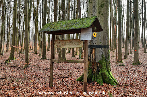 Schulmeisterbuche - Visual
