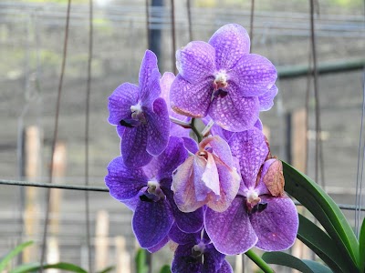 Photos of DIPTA Orchids Ltd.