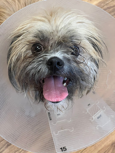 Valley Humane Society's Phil Scholz Veterinary Surgery Center Gallery - United States