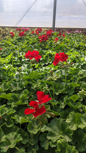 Vivaio & Giardinaggio Carraro Luca - Thumbnail