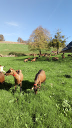 Photo n°3 de Les biquettes de Bellevue à Cuqueron (Fromagerie)