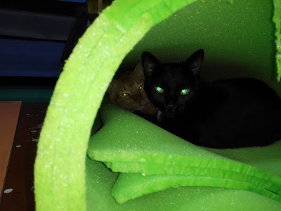 Photos of Tapilonas