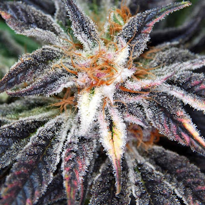 Photo of LOVA Canna Co - Aurora