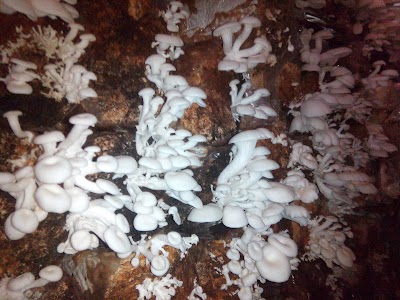 Photos of Agro Jamur Pabuaran, unit 2