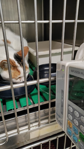 Clinica Veterinaria Eur Torrino - Associazione Veterinaria Europa - Thumbnail