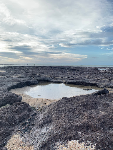 Lee Point Shorebird statues