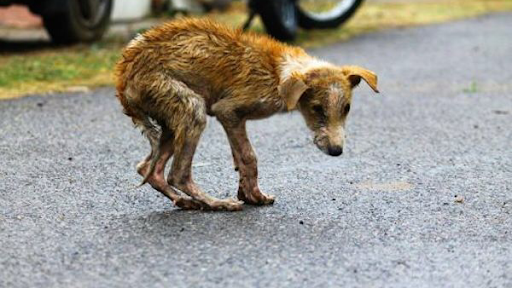 Dakota haven shelter - Thumbnail
