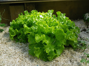 Photo n°13 de Les Terrasses à Saint-Paul-en-Pareds (Chambre d'hôtes)