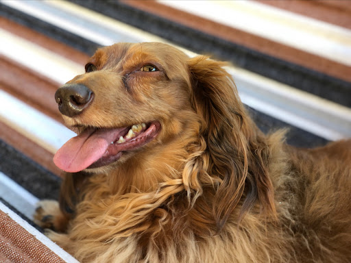 Foothills Veterinary Hospital - South - Thumbnail