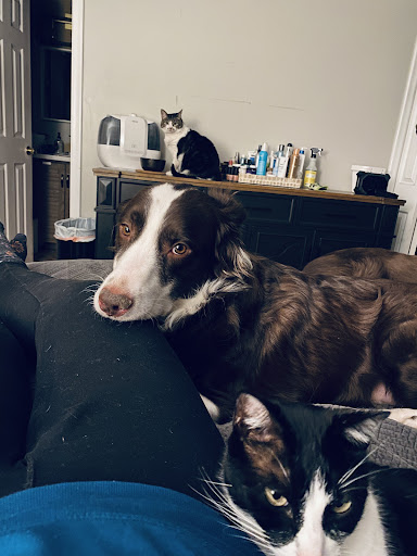 Cherrelyn Animal Hospital - Thumbnail