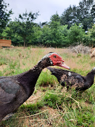 Photo n°7 de La ferme du petit âge à Le Vigeant (Ferme pédagogique)