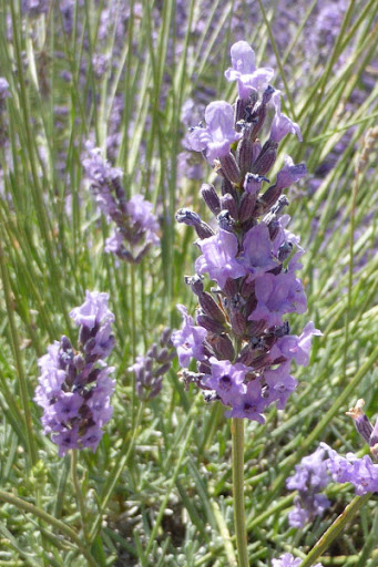 Photo de Maison Marguerite (colocation seniors) à Vinsobres (26110)