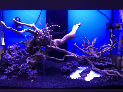 Acuario Amazonas - Visual