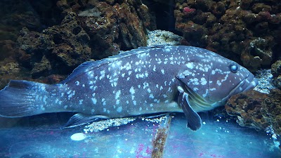 Argentario Aquarium