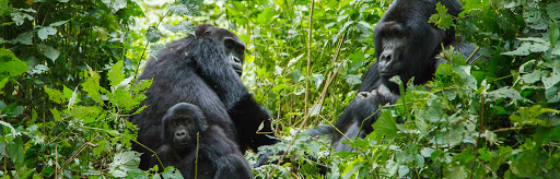 Silverback - Visual