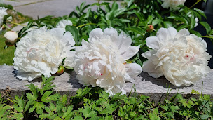 Photo n°29 de La ferme d'en haut à Saint-Jean-de-Sixt (Hôtel)