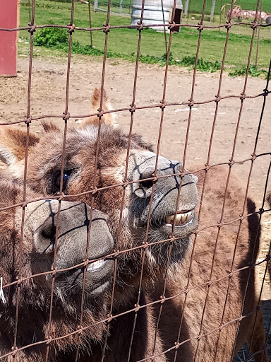 Oley Turnpike Dairy Petting Zoo - United States
