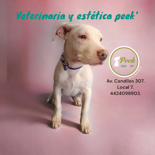 Veterinaria Peek. Atención de emergencia 24hrs. (De 8pm a 9am solo con previa cita o cita confirmada)
