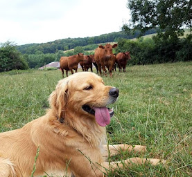 Photo n°4 de Angus des Prés de l'Authie à Saint-Léger-lès-Authie (Ferme d'élevage)
