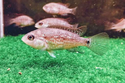 bioAquatiX.com - Thumbnail