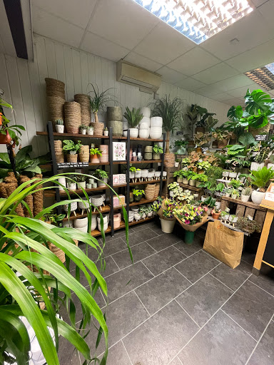 Linden Plants Gallery - United Kingdom