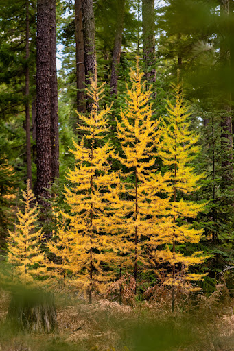 Metolius Preserve - Thumbnail