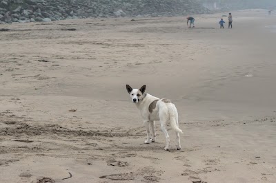 Photos of Playa Maicolpu&eacute;