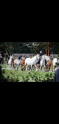 Photo n°18 de Elevage des Salines - Cédric ROBERT à Sussargues (Éleveur de chevaux)