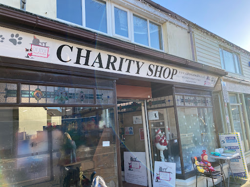 Cat Rescue West Wales Gallery - United Kingdom