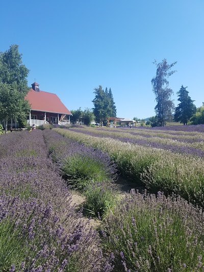 Purple Haze Organic Lavender Farm