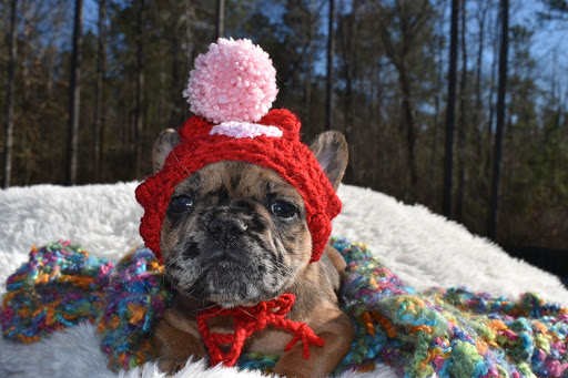 Southern Frenchies and Sons Gallery - United States