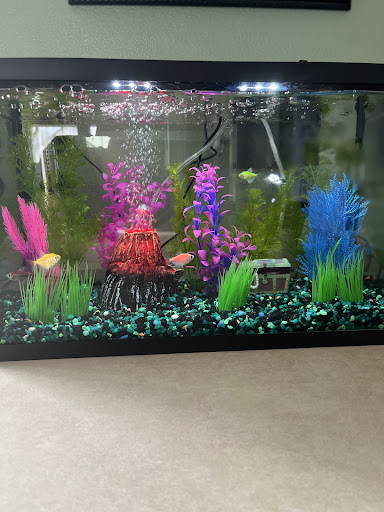 Everything Ponds and Aquariums LLC - Thumbnail