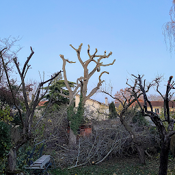 Photo n°15 de Debarre parcs et Jardins à Verrières-le-Buisson (Service d'élagage)